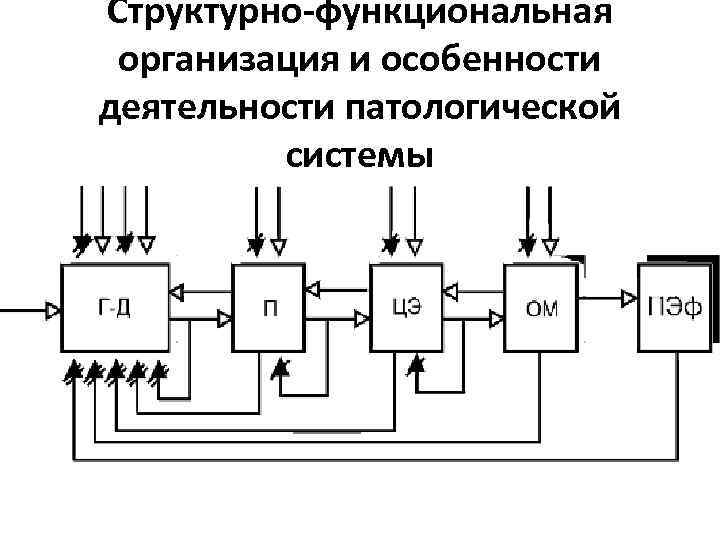 Структурно-функциональная организация и особенности деятельности патологической системы 