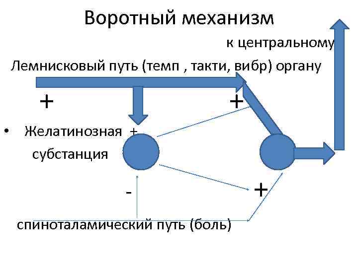 Воротный механизм к центральному Лемнисковый путь (темп , такти, вибр) органу + • Желатинозная