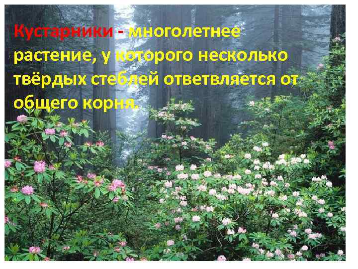 Кустарники - многолетнее растение, у которого несколько твёрдых стеблей ответвляется от общего корня. 