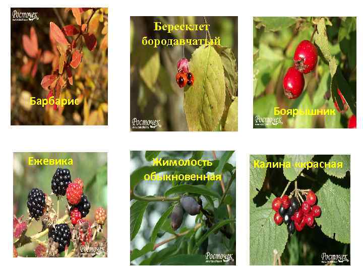 Бересклет бородавчатый Барбарис Ежевика Боярышник Жимолость обыкновенная Калина «красная 