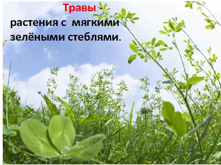 Травы - растения с мягкими зелёными стеблями. 