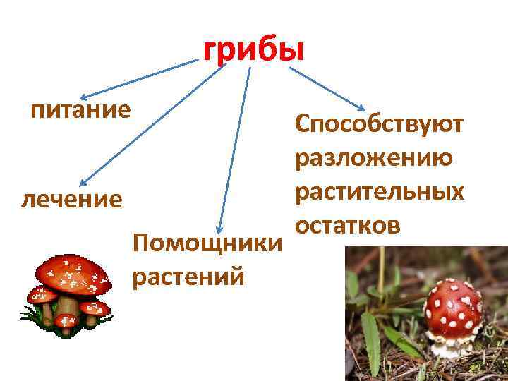 грибы питание лечение Помощники растений Способствуют разложению растительных остатков 