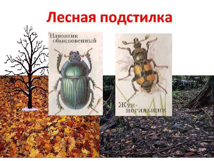 Лесная подстилка 