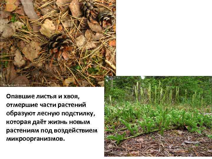 Опавшие листья и хвоя, отмершие части растений образуют лесную подстилку, которая даёт жизнь новым