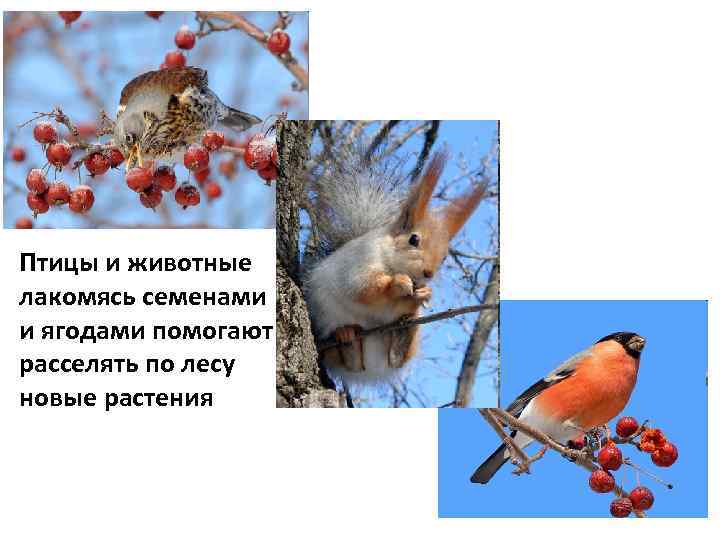 Птицы и животные лакомясь семенами и ягодами помогают расселять по лесу новые растения 