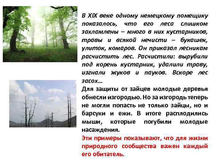 В XIX веке одному немецкому помещику показалось, что его леса слишком захламлены – много