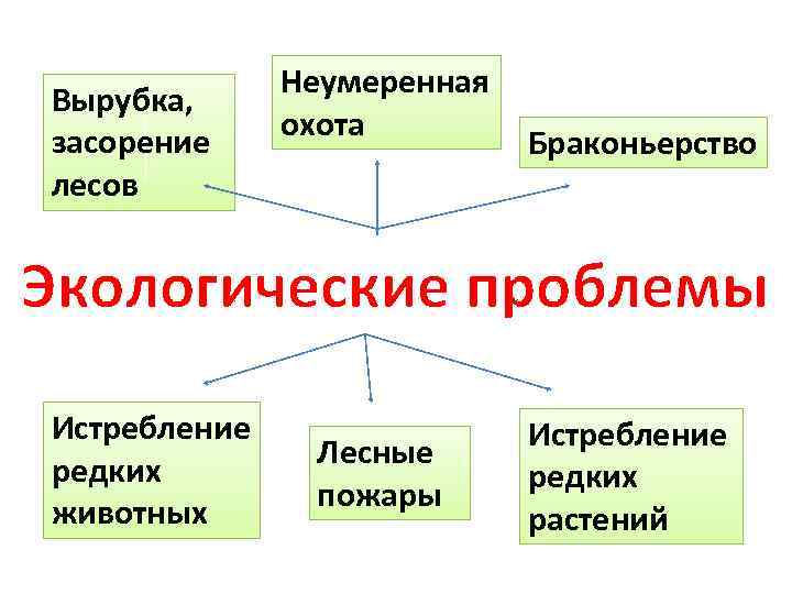 Вырубка, засорение лесов Неумеренная охота Браконьерство Экологические проблемы Истребление редких животных Лесные пожары Истребление