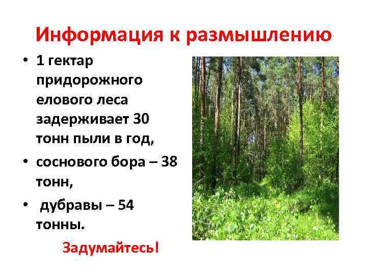 Информация к размышлению • 1 гектар придорожного елового леса задерживает 30 тонн пыли в