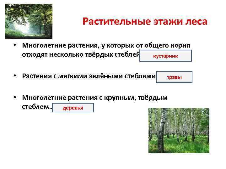Растительные этажи леса • Многолетние растения, у которых от общего корня отходят несколько твёрдых