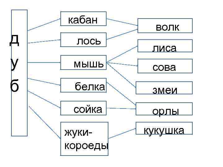 кабан д у б лось волк лиса мышь сова белка змеи сойка орлы жукикороеды