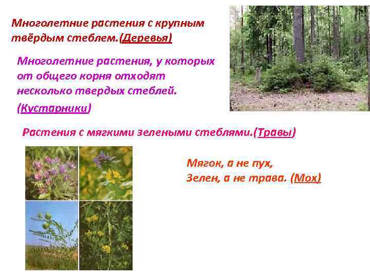 Многолетние растения с крупным твёрдым стеблем. (Деревья) Многолетние растения, у которых от общего корня