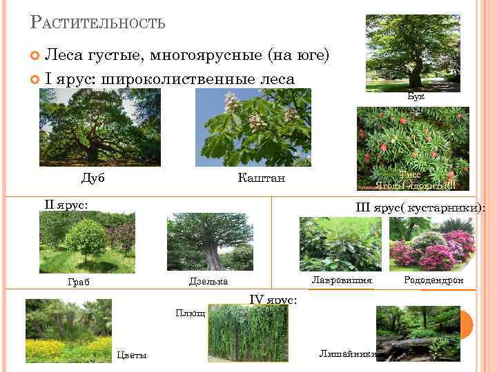 Растения характерные для субтропических лесов. Растительный мир субтропиков. Ярусы растительности. Растительный мир субтропиков Черноморского побережья. Субтропические леса растительность.
