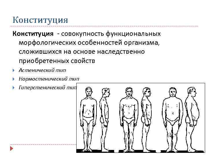 Конституция - совокупность функциональных морфологических особенностей организма, сложившихся на основе наследственно приобретенных свойств Астенический