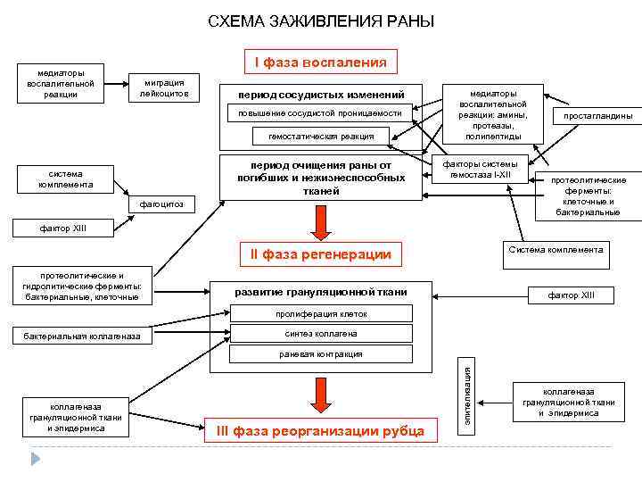 СХЕМА ЗАЖИВЛЕНИЯ РАНЫ I фаза воспаления медиаторы воспалительной реакции миграция лейкоцитов период сосудистых изменений