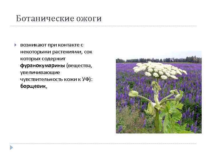 Ботанические ожоги возникают при контакте с некоторыми растениями, сок которых содержит фуранокумарины (вещества, увеличивающие