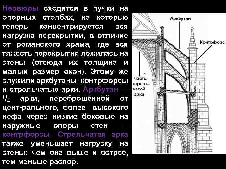 Схема контрфорсов анатомия