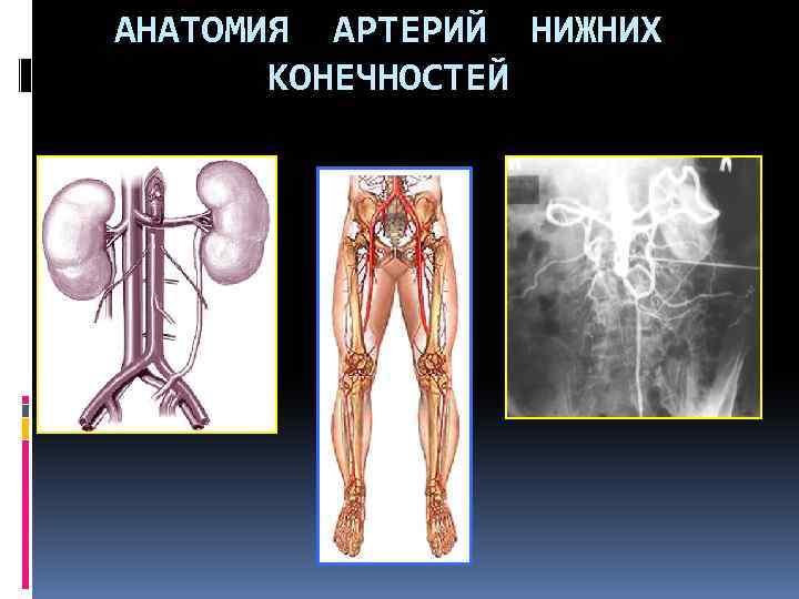 АНАТОМИЯ АРТЕРИЙ НИЖНИХ КОНЕЧНОСТЕЙ 