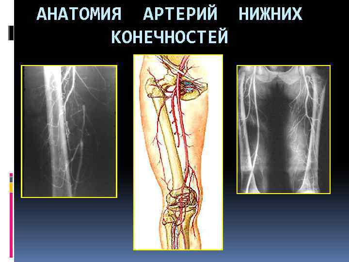 Анатомия сосудов нижних