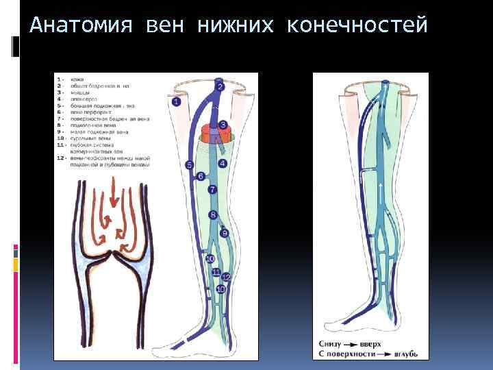 Анатомия вен нижних конечностей 