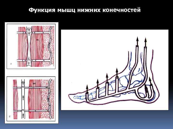 Функция мышц нижних конечностей 
