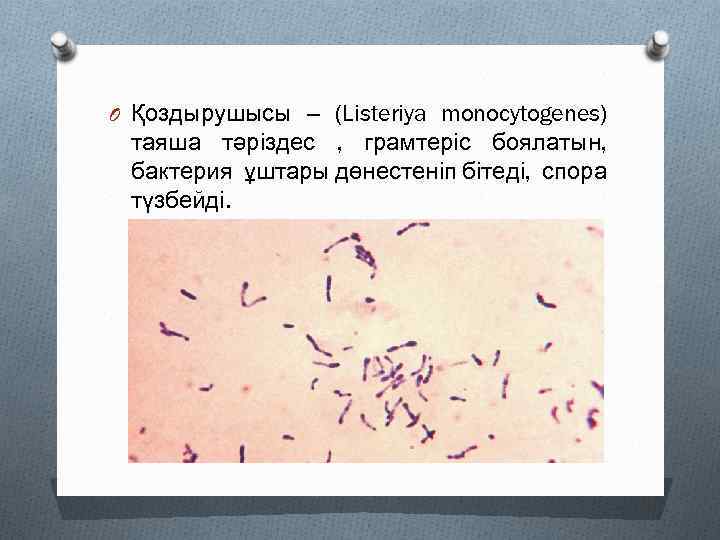 O Қоздырушысы – (Listeriya monocytogenes) таяша тәріздес , грамтеріс боялатын, бактерия ұштары дөнестеніп бітеді,