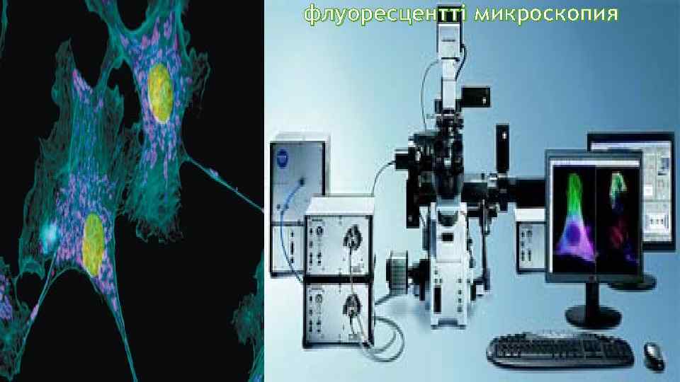 флуоресцентті микроскопия 