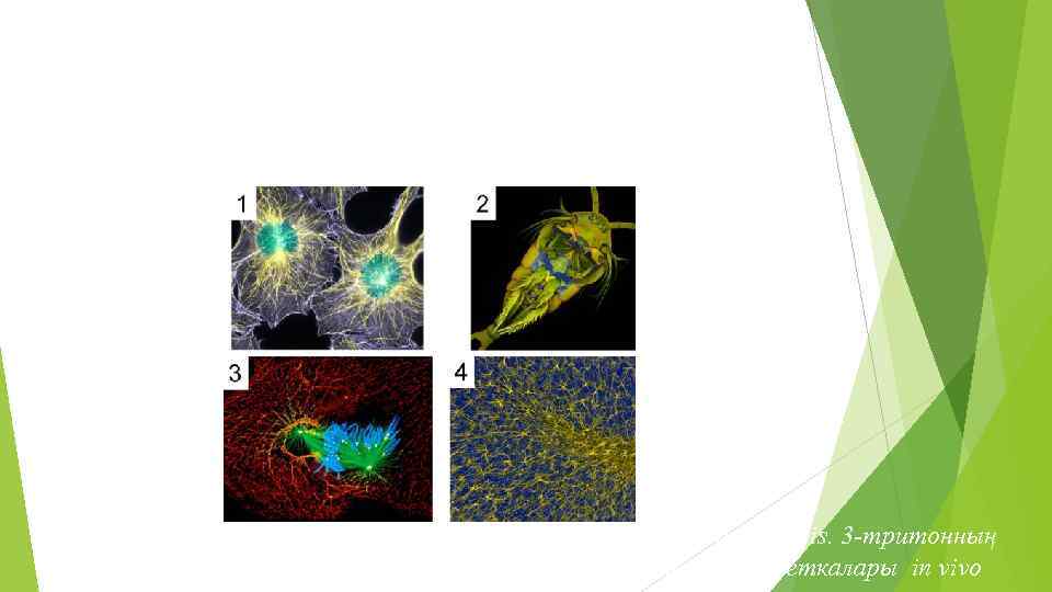 1 -тышқанның фибробластары. 2 - Ескекаяқты шаян-Temora longicornis. 3 -тритонның өкпе клеткаларындағы митоз. 4