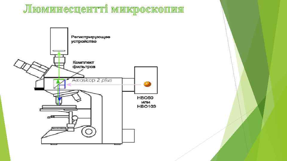 Люминесцентті микроскопия 