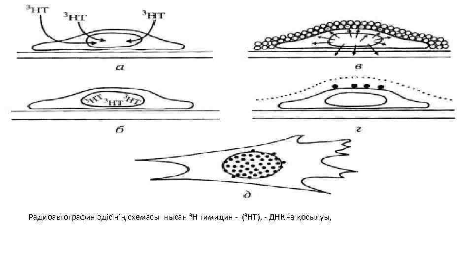 Радиоавтография әдісінің схемасы нысан 3 Н тимидин - (3 НТ), - ДНК ға қосылуы,