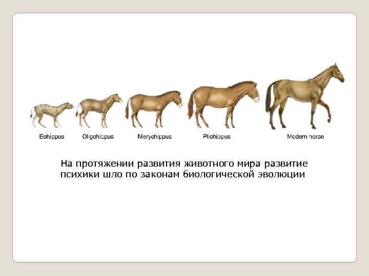 На протяжении развития животного мира развитие психики шло по законам биологической эволюции 