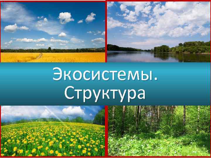 Экосистемы. Структура 