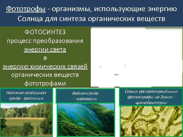 Фототрофы организмы, использующие энергию Солнца для синтеза органических веществ ФОТОСИНТЕЗ процесс преобразования энергии света