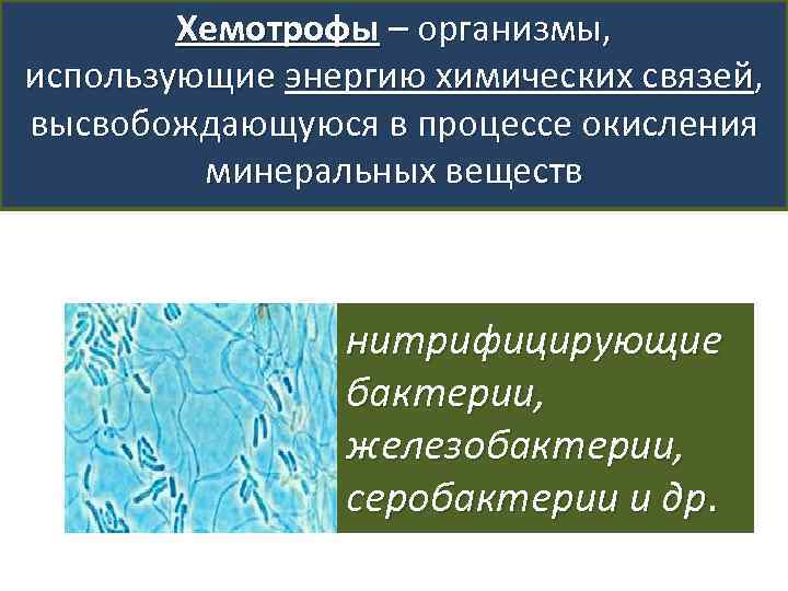 Хемотрофы – организмы, использующие энергию химических связей, высвобождающуюся в процессе окисления минеральных веществ нитрифицирующие
