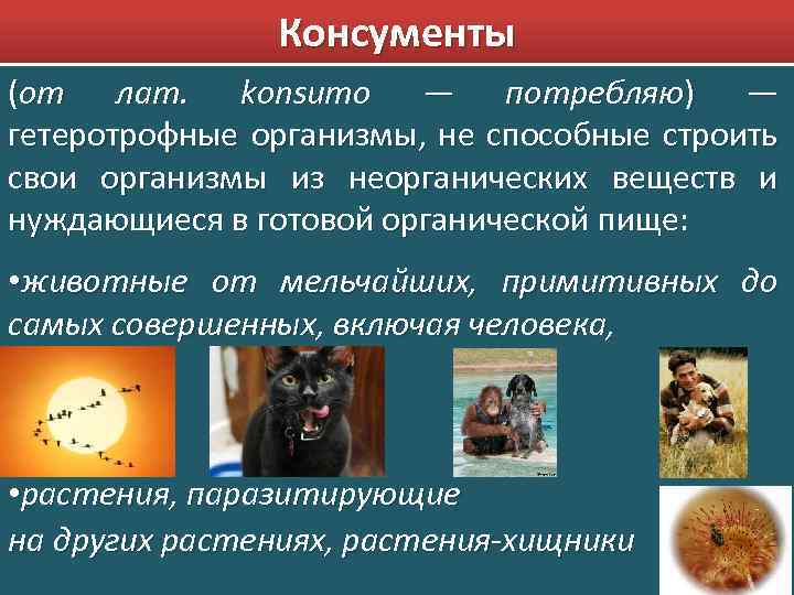 Консументы (от лат. konsumo — потребляю) — гетеротрофные организмы, не способные строить свои организмы