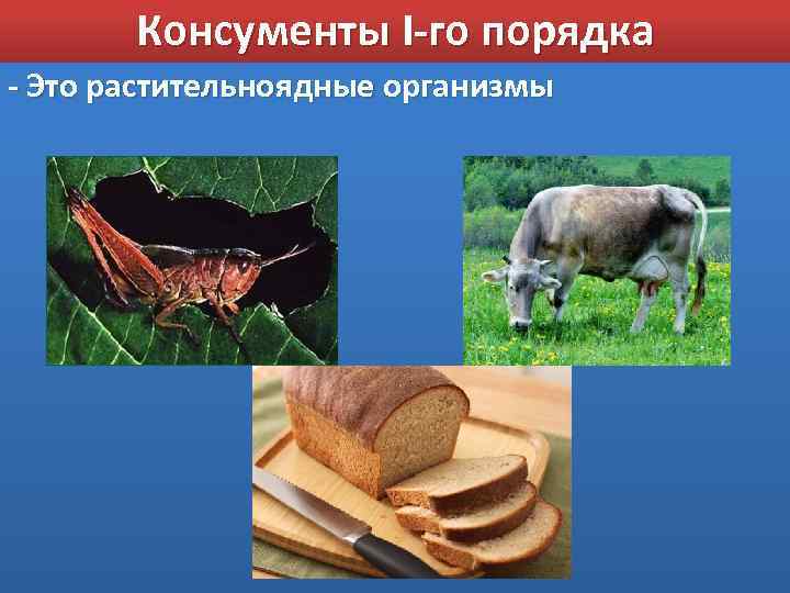 Консументы I-го порядка - Это растительноядные организмы 