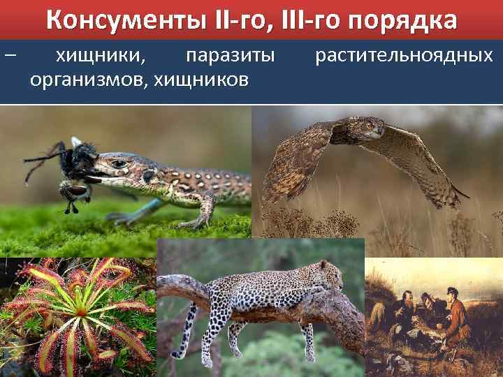 Консументы II-го, III-го порядка – хищники, паразиты организмов, хищников растительноядных паразиты 