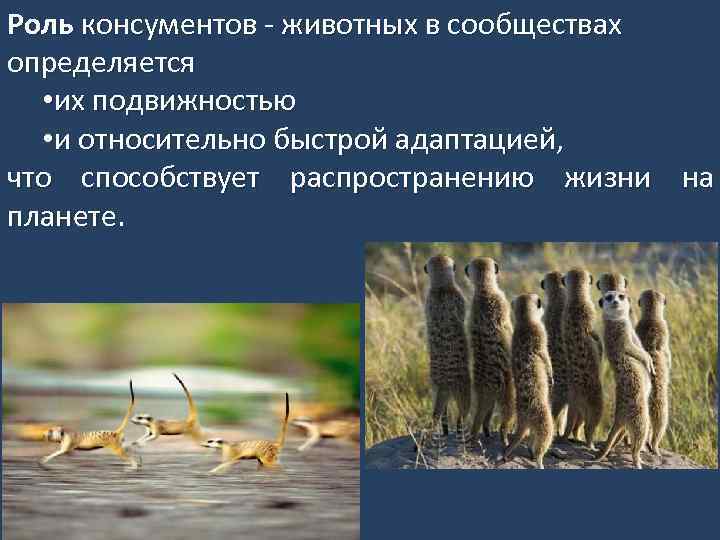 Роль консументов животных в сообществах определяется • их подвижностью • и относительно быстрой адаптацией,
