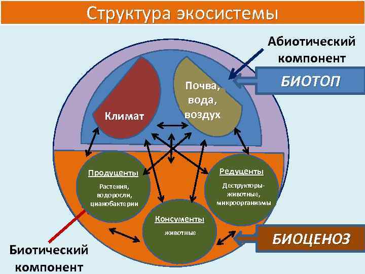 Структура экосистемы Абиотический компонент Климат Почва, вода, воздух БИОТОП Редуценты Продуценты Деструкторыживотные, микроорганизмы Растения,