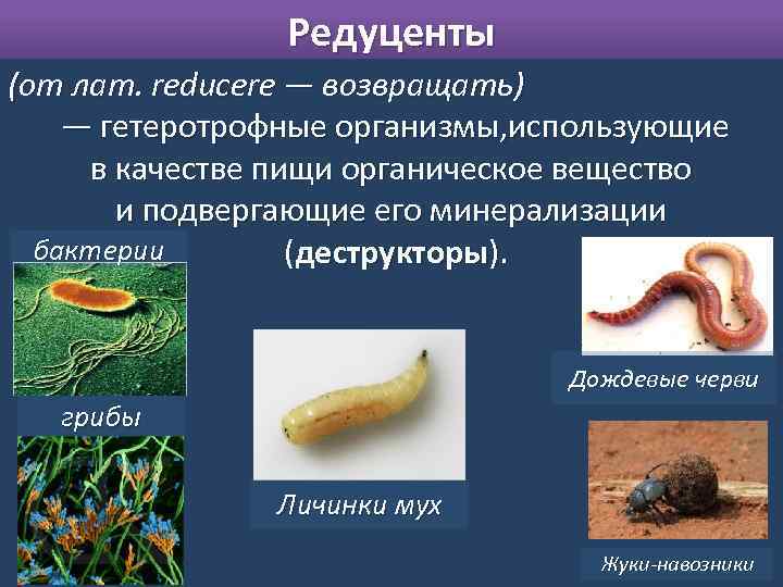 Редуценты (от лат. reducere — возвращать) — гетеротрофные организмы, использующие в качестве пищи органическое