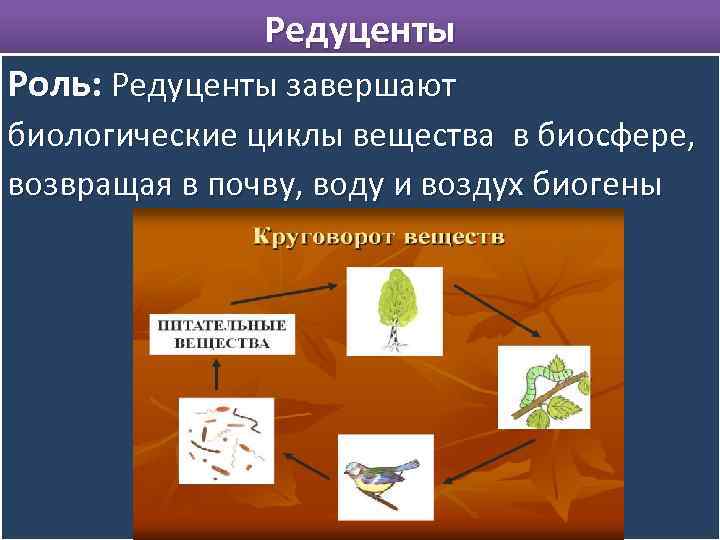 Редуценты Роль: Редуценты завершают биологические циклы вещества в биосфере, возвращая в почву, воду и