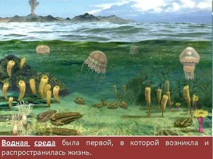 Среда обитания На нашей планете живые организмов в ходе длительного исторического развития освоили четыре