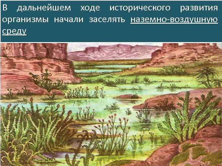 В дальнейшем ходе исторического развития организмы начали заселять наземно воздушную среду 