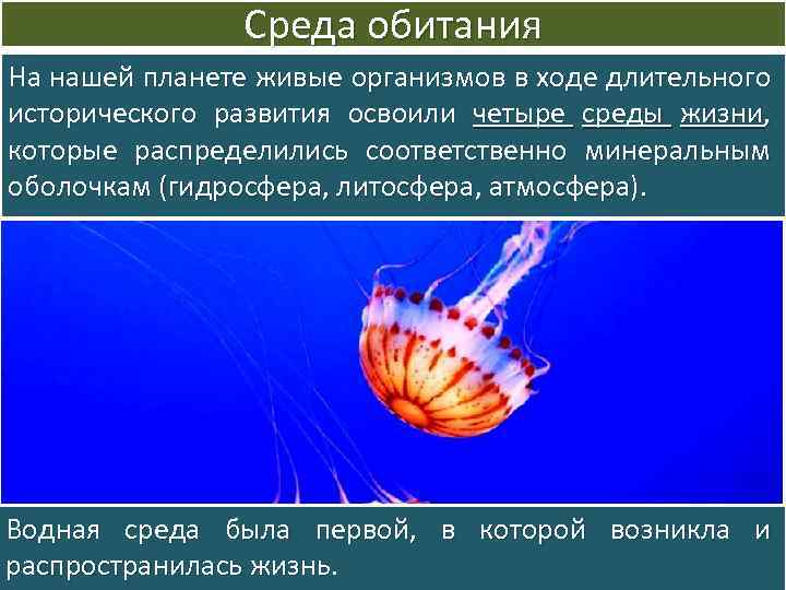 Среда обитания На нашей планете живые организмов в ходе длительного исторического развития освоили четыре