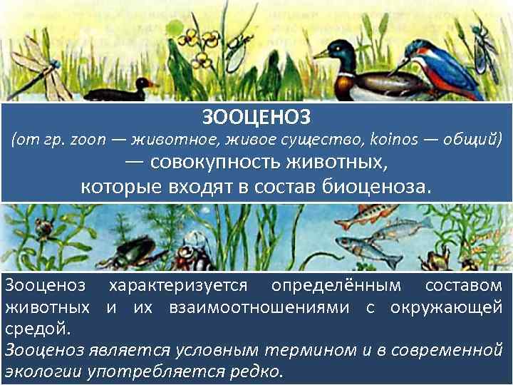 ЗООЦЕНОЗ (от гр. zoon — животное, живое существо, koinos — общий) — совокупность животных,