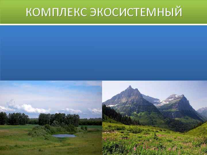 КОМПЛЕКС ЭКОСИСТЕМНЫЙ 