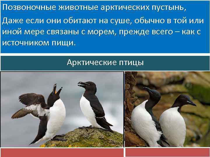 Позвоночные животные арктических пустынь, Даже если они обитают на суше, обычно в той или