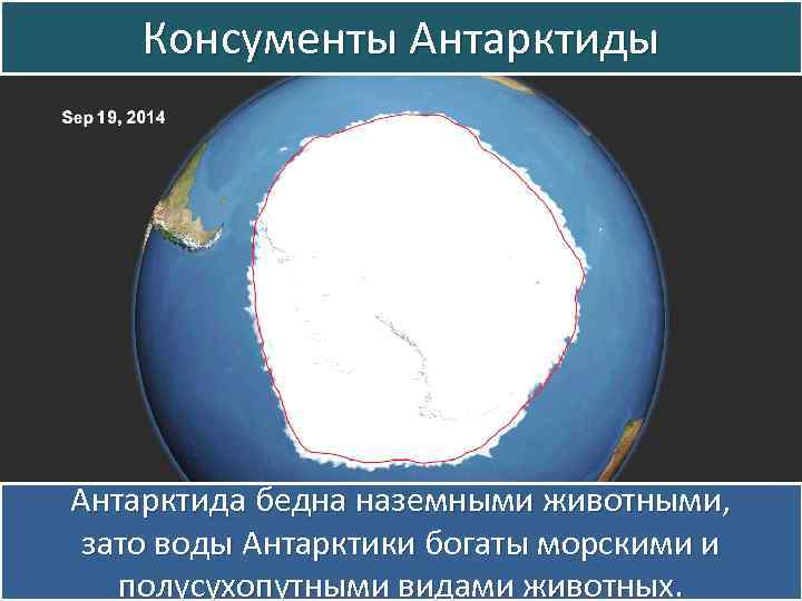 Консументы Антарктида бедна наземными животными, зато воды Антарктики богаты морскими и полусухопутными видами животных.