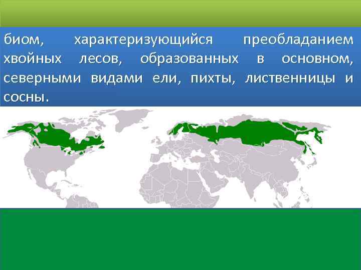 биом, характеризующийся преобладанием хвойных лесов, образованных в основном, северными видами ели, пихты, лиственницы и