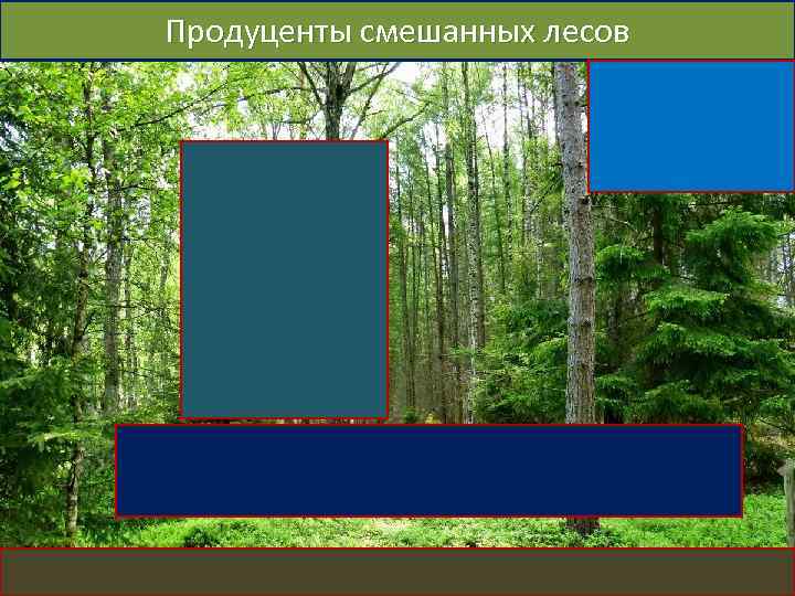 Примеры лесу. Продуценты смешанных лесов. Продуценты широколиственных лесов. Продуценты лиственного леса. Продуценты в смешанном лесу.