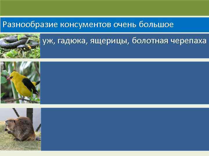 Разнообразие консументов очень большое уж, гадюка, ящерицы, болотная черепаха 